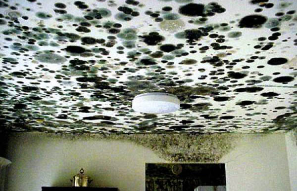 What Black Mold?, Expert Mold Test