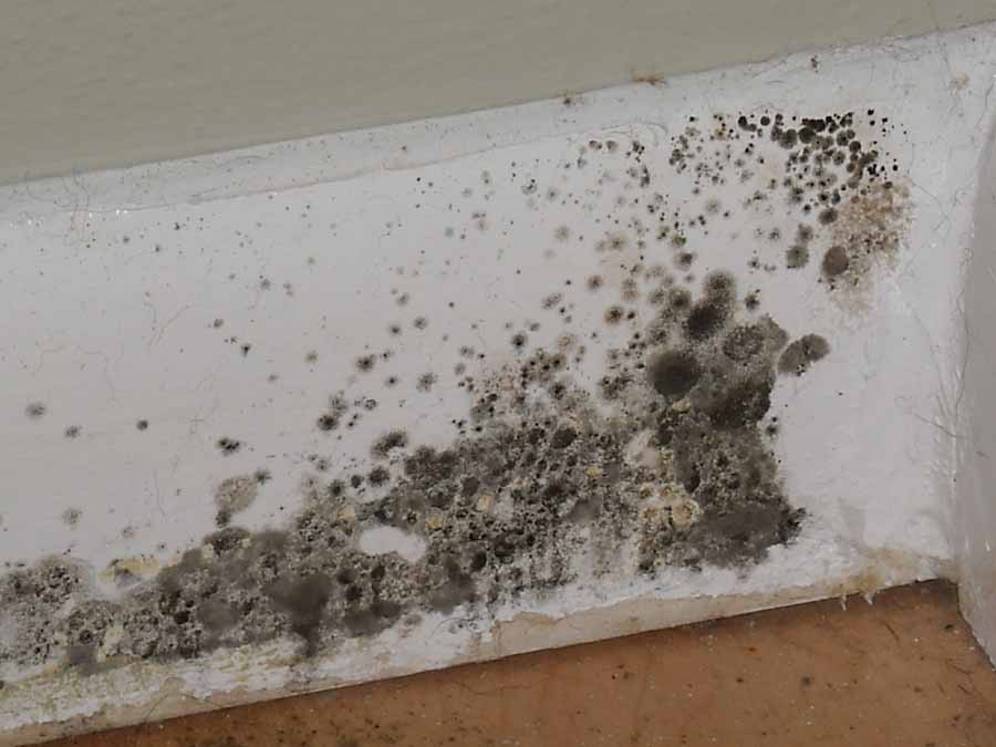 can mattress covers stop mold spores